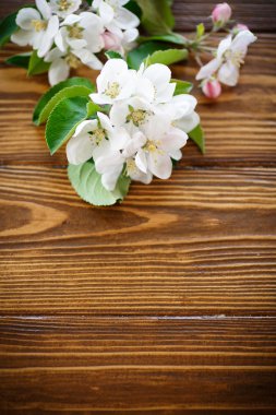 bahar çiçekleri, meyve ağaçları