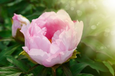 Güzel pembe şakayık