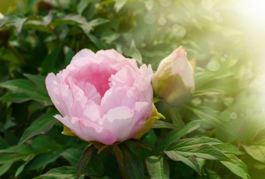 Güzel pembe şakayık