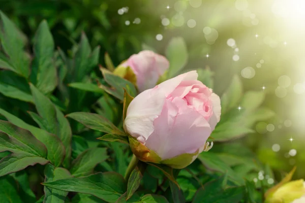 Schöne rosa Pfingstrose — Stockfoto