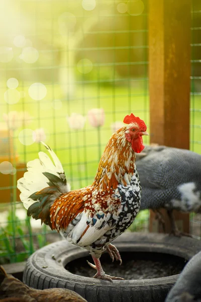 Beautiful colored cock — Stock Photo, Image