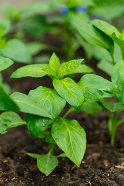 Genç biber büyüyen