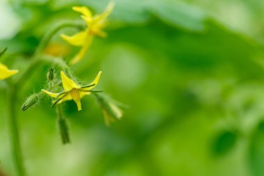 Domateslerin parlak sarı çiçekleri