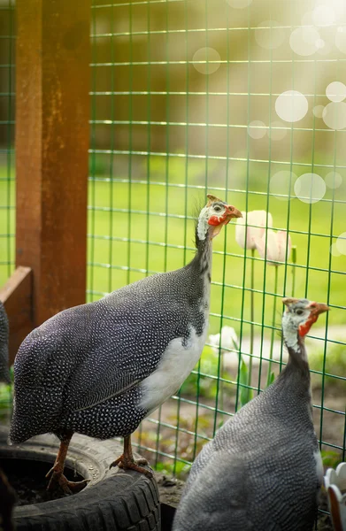 Beautiful guinea fowl — Stock Photo, Image