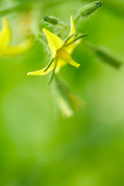 Bright yellow flowers of tomatoes — Stock Photo, Image