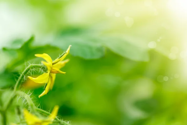 Flores amarelas brilhantes de tomates — Fotografia de Stock