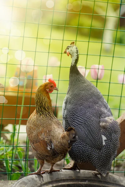 Kip en parelhoen op een zonnige dag — Stockfoto