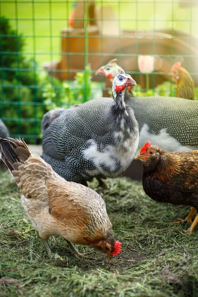 Hühner und Perlhühner an einem sonnigen Tag — Stockfoto