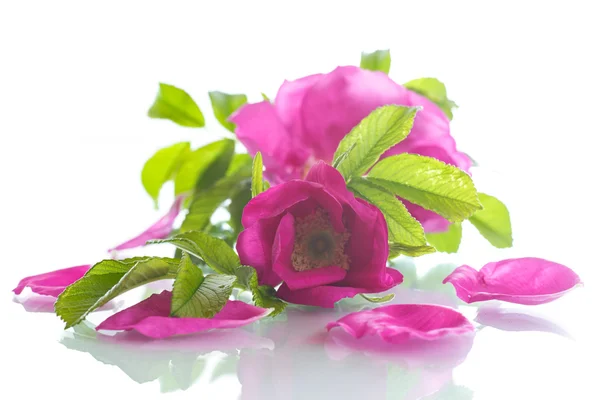Flower blooming wild rose — Stock Photo, Image
