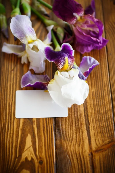 Beautiful white with purple irises — Stock Photo, Image