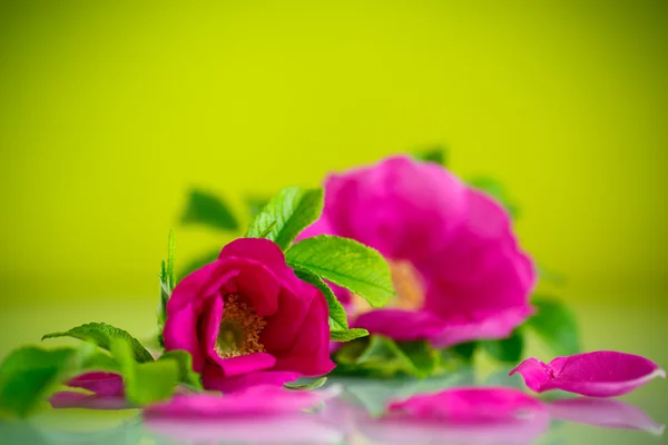 Flor floreciendo rosa salvaje — Foto de Stock