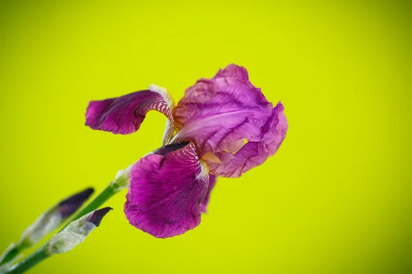 Hermoso blanco con iris púrpura —  Fotos de Stock