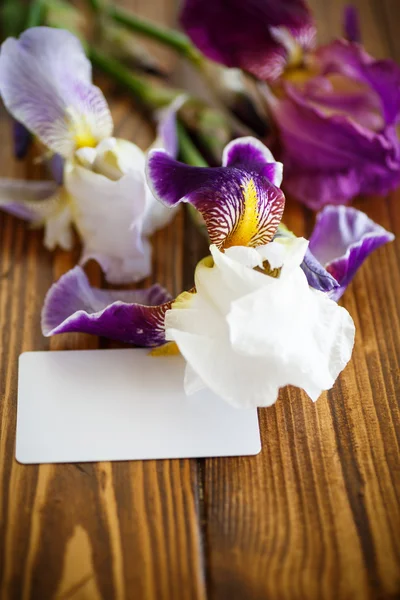 Hermoso blanco con iris púrpura Fotos de stock libres de derechos