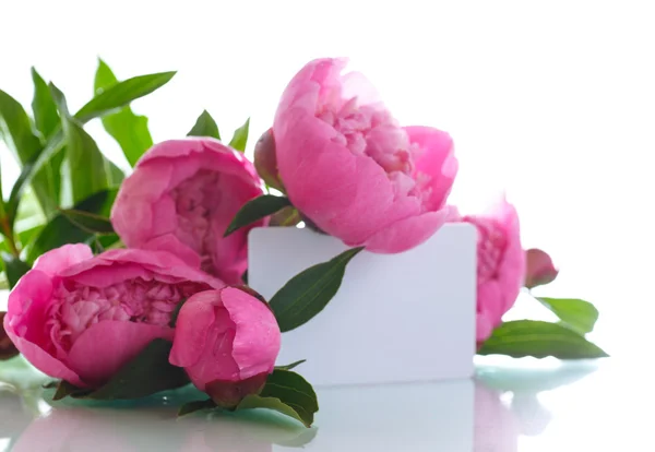 Beautiful pink peonies — Stock Photo, Image