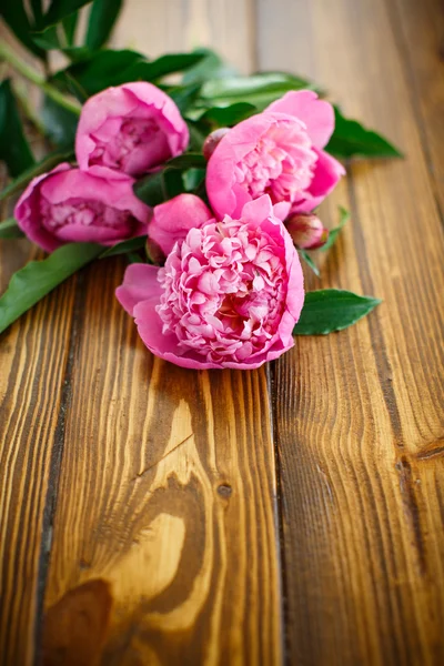 Schöne rosa Pfingstrosen — Stockfoto