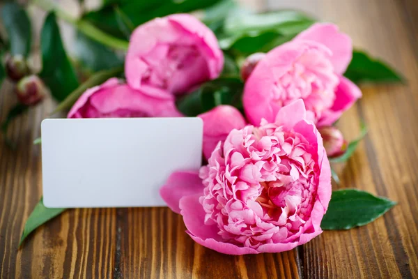 Vacker rosa pioner — Stockfoto