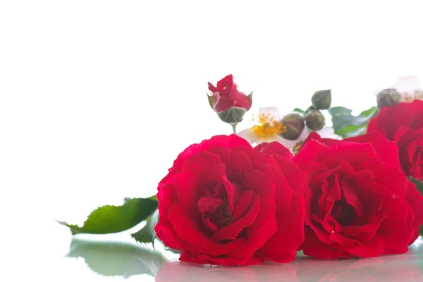 一束美丽的红玫瑰 — 图库照片