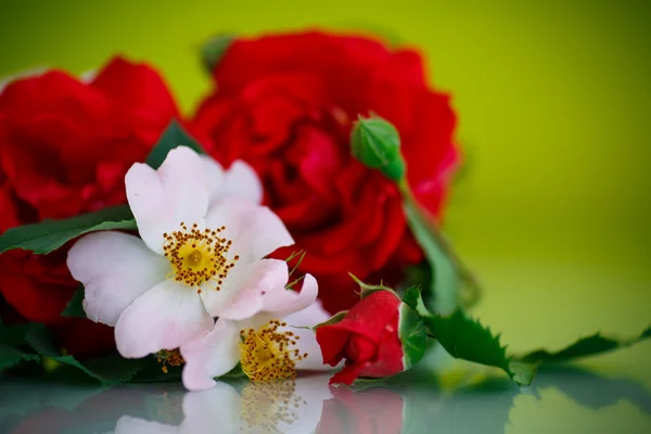 Strauß schöner roter Rosen — Stockfoto