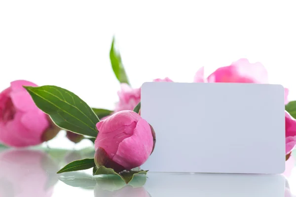 Beautiful pink peonies — Stock Photo, Image