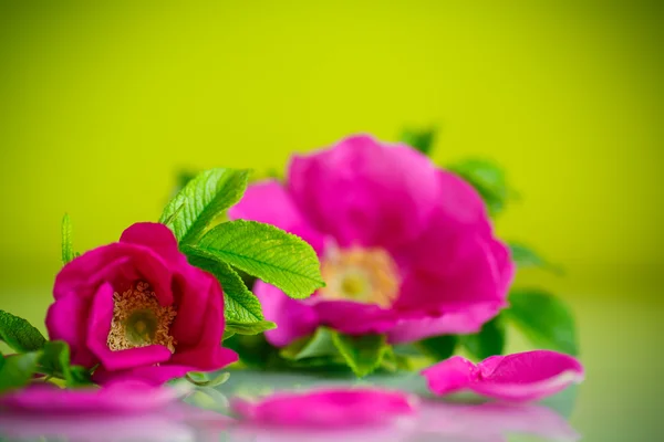 Blomma blommande wild rose — Stockfoto