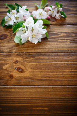 bahar çiçekleri, meyve ağaçları