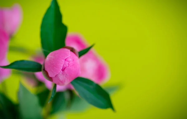 Schöne rosa Pfingstrosen — Stockfoto