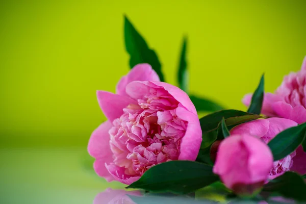 Belle peonie rosa — Foto Stock