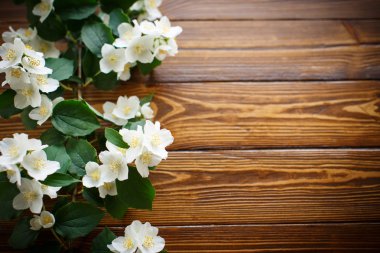 Yasemin beyaz çiçekleri