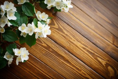 Yasemin beyaz çiçekleri