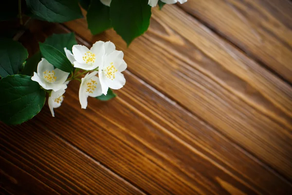 Bílé květy jasmínu — Stock fotografie