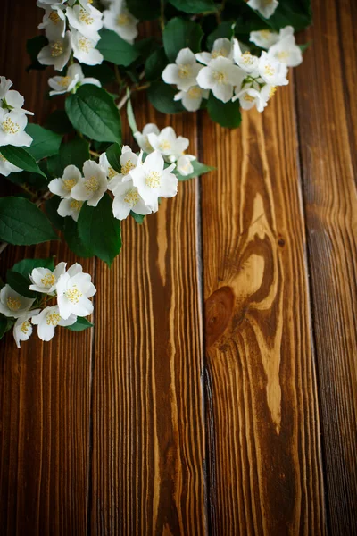 Białe kwiaty jaśminu — Zdjęcie stockowe