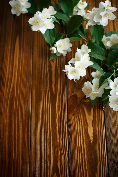 Jázmin fehér virágai — Stock Fotó