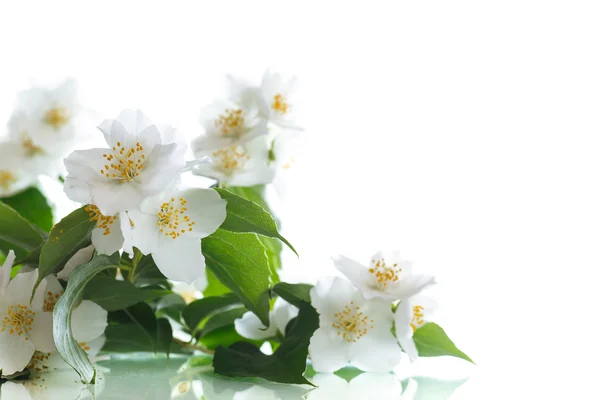 Gelsomino fiore bianco — Foto Stock