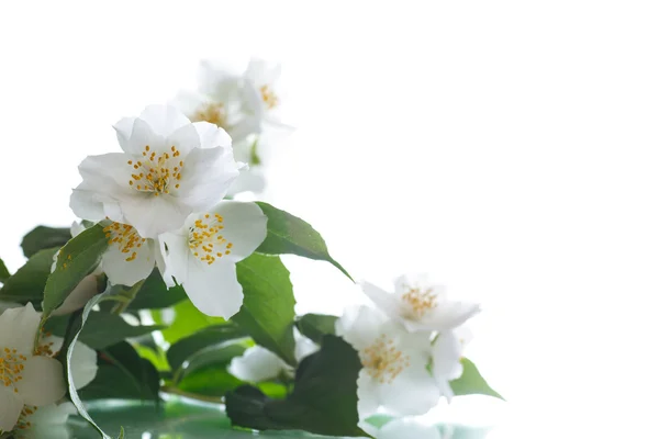 Jasmijn witte bloem — Stockfoto