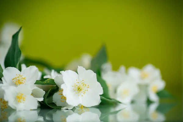 Jasmine white flower — Stock Photo, Image
