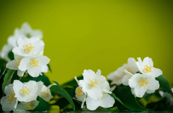 Gelsomino fiore bianco — Foto Stock