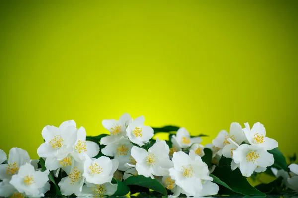 Jasmin vit blomma — Stockfoto