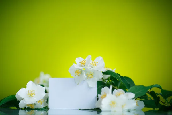 Jasmin vit blomma — Stockfoto
