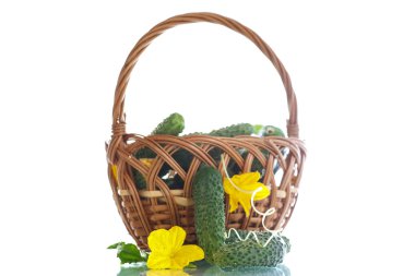 taze organik salatalık