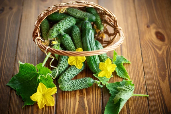 Verse biologische komkommers — Stockfoto