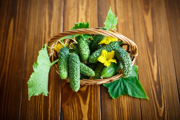 Fresh organic cucumbers — Stock Photo, Image