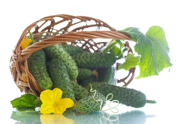 Fresh organic cucumbers — Stock Photo, Image