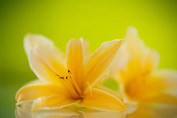 Hermoso lirio floreciente — Foto de Stock