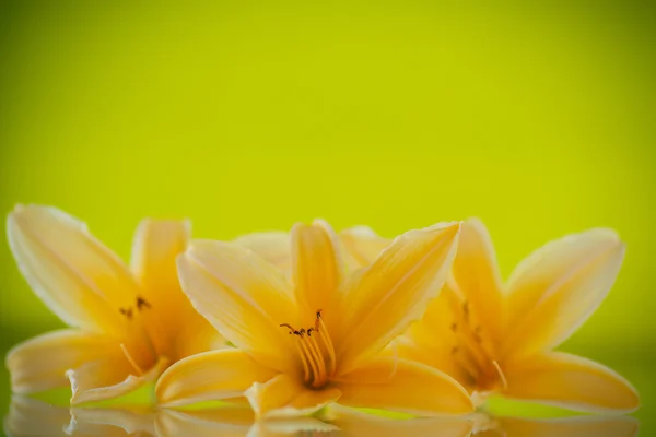 Hermoso lirio floreciente — Foto de Stock