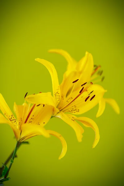 Beautiful blooming lily — Stock Photo, Image