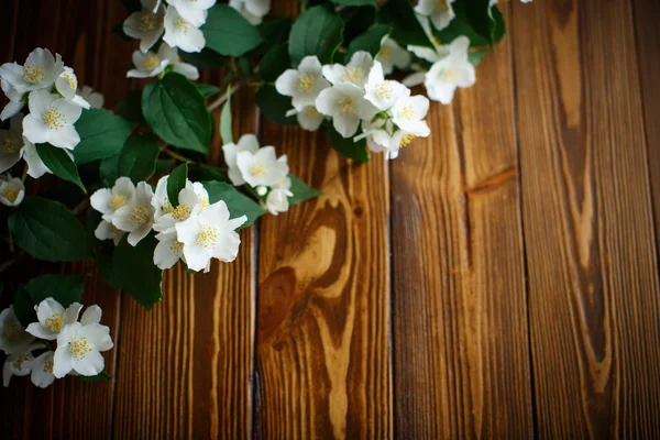 Fiori bianchi di gelsomino — Foto Stock