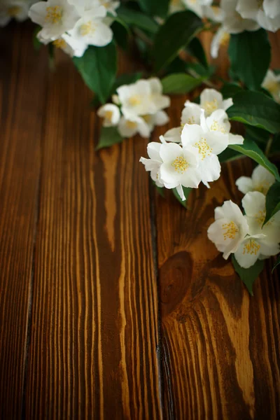 Fleurs blanches de jasmin — Photo