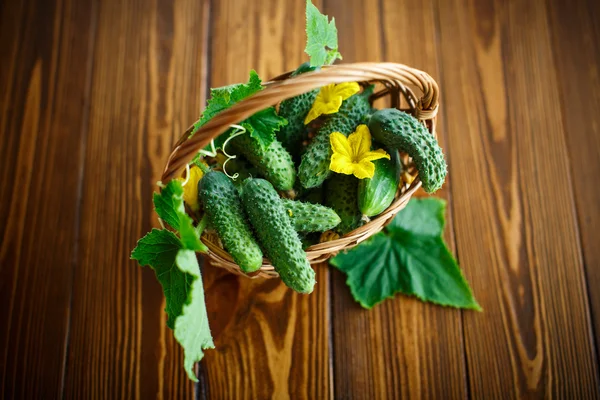 Fresh organic cucumbers — Stock Photo, Image