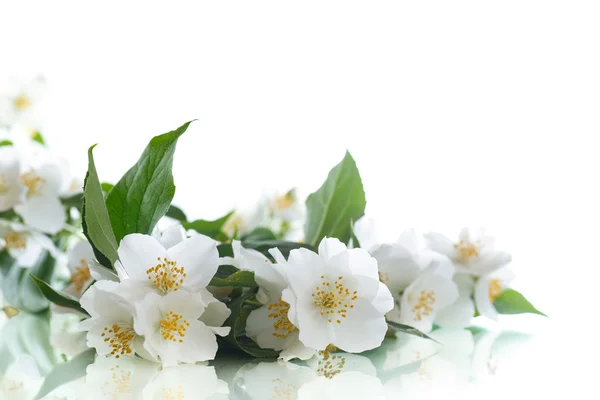 Jasmín bílý květ — Stock fotografie