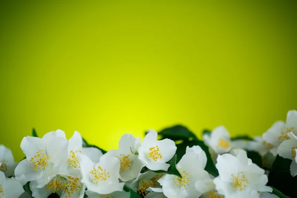 재스민 흰 꽃 — 스톡 사진